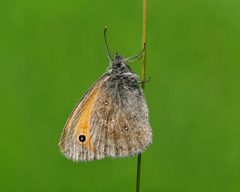 Photograph by Pancic Ivan