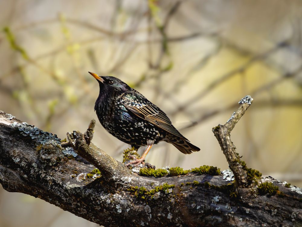 Photograph by Белокуров Сергей