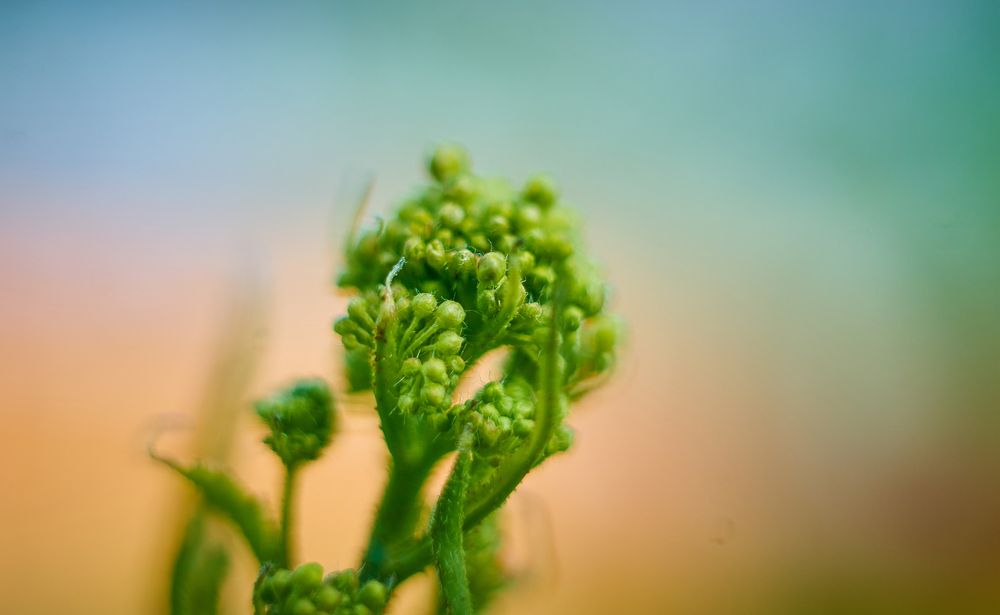 Photograph by Михаил Шевцов