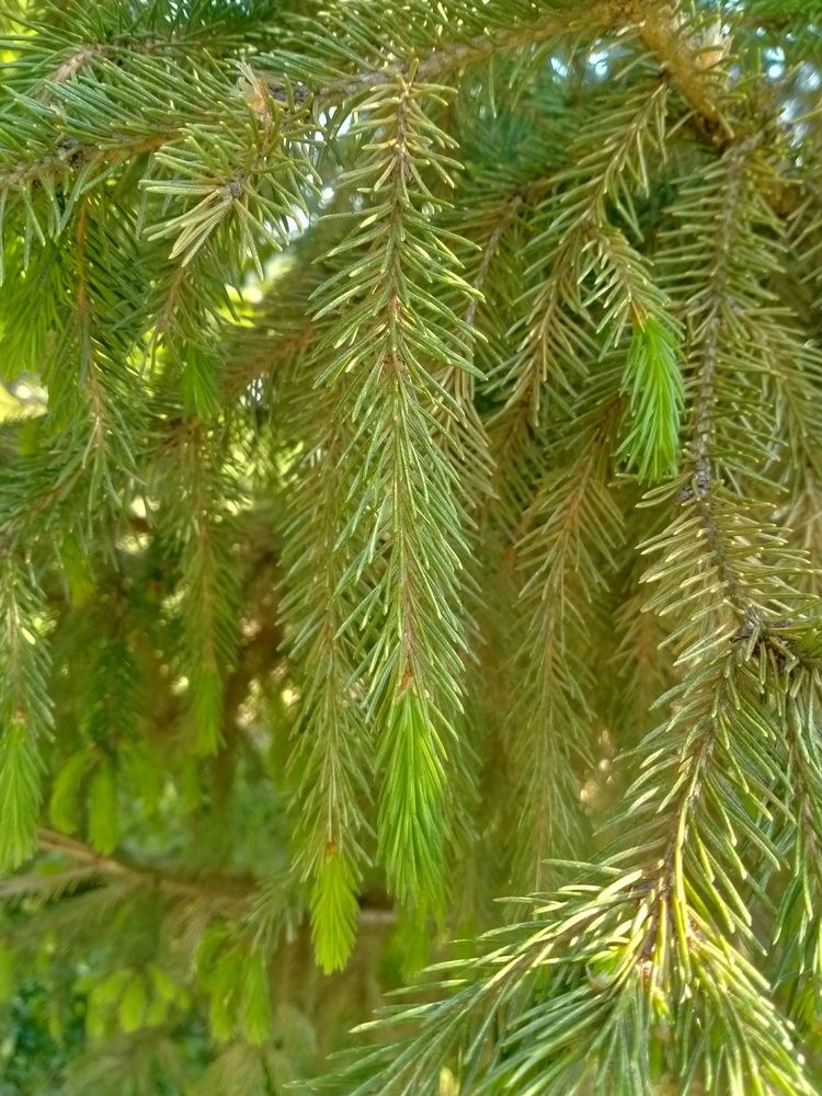 Photograph by Инна Гришина
