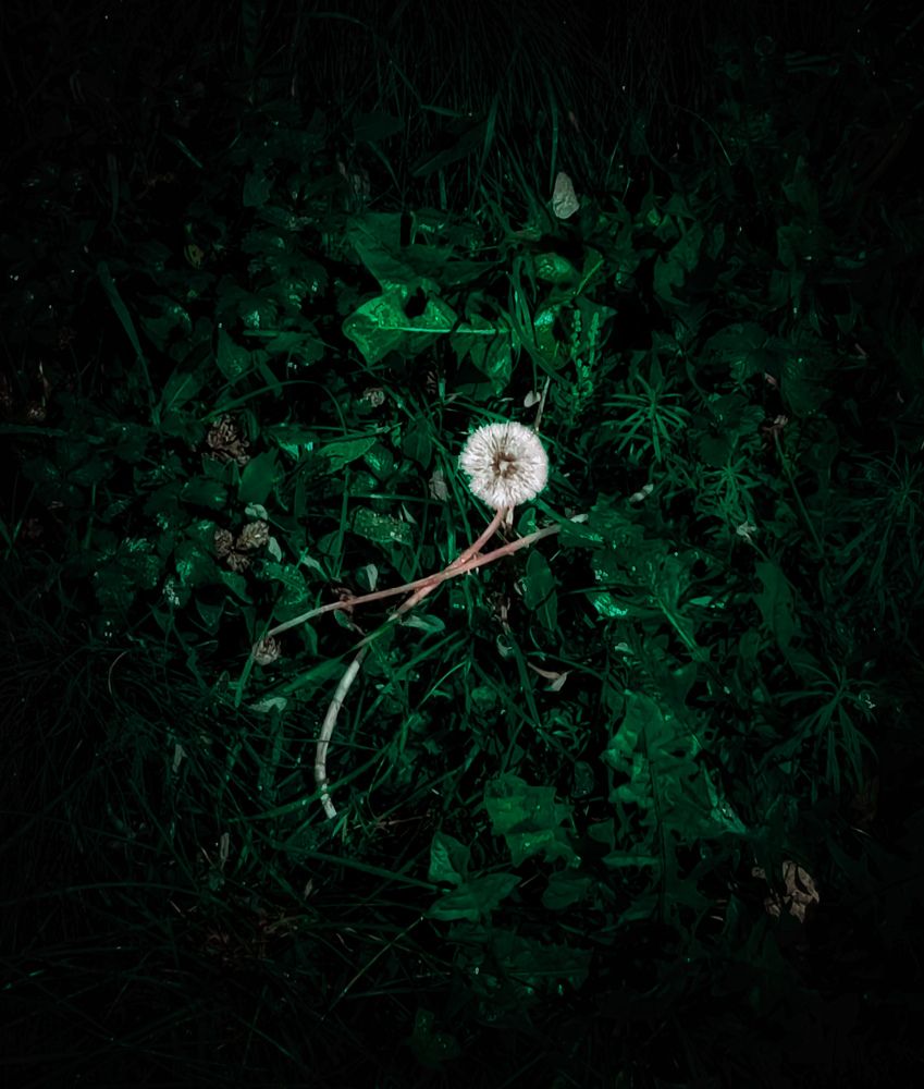 Photograph by Дайана