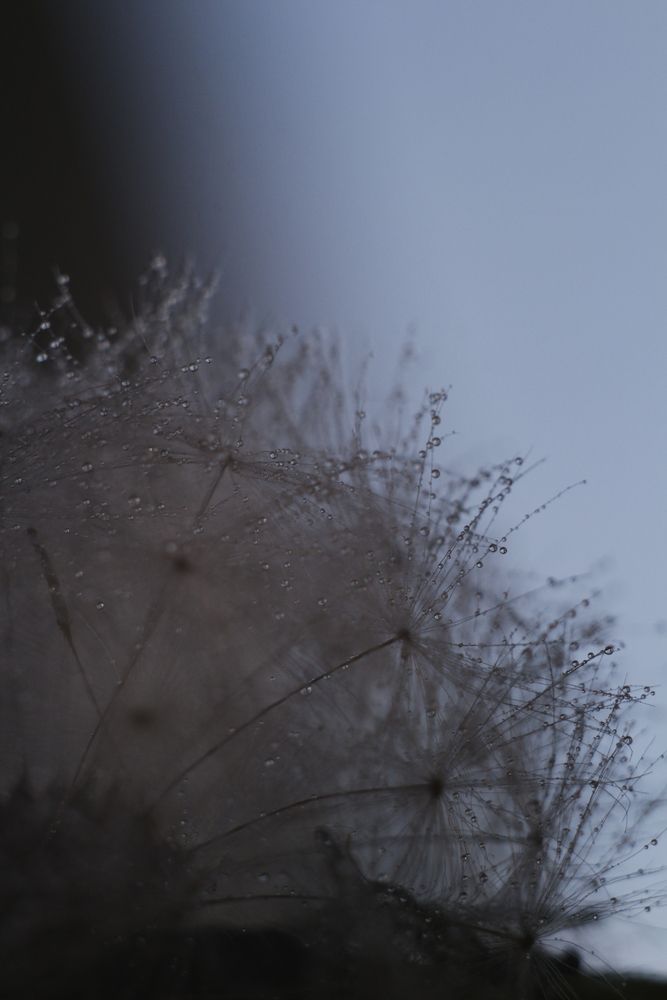 Photo #13595300