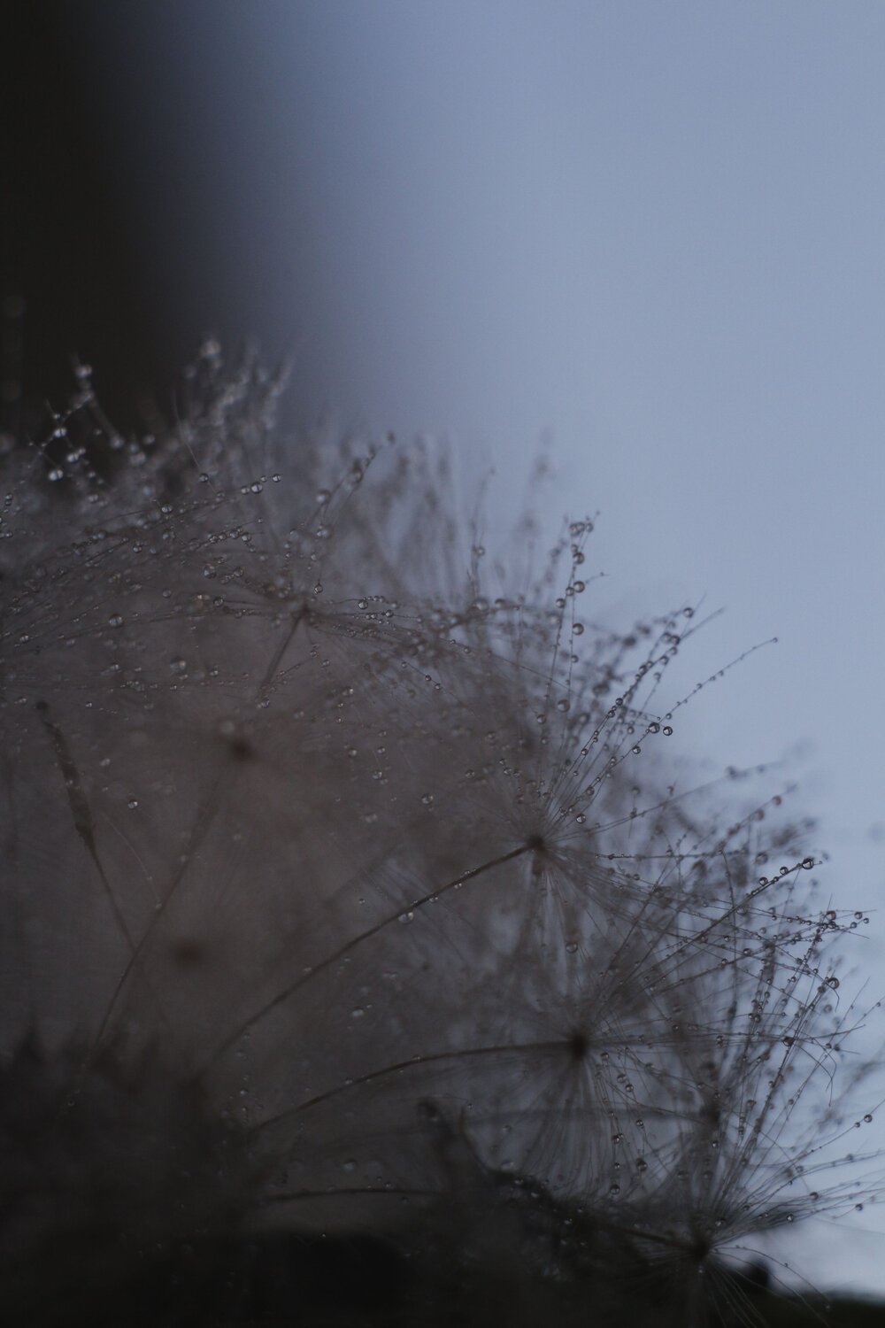 Photo #13595300