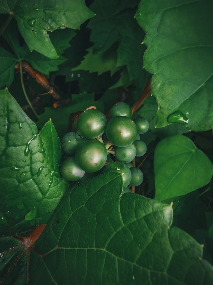 Photograph by Ljubov Trombovetskaja