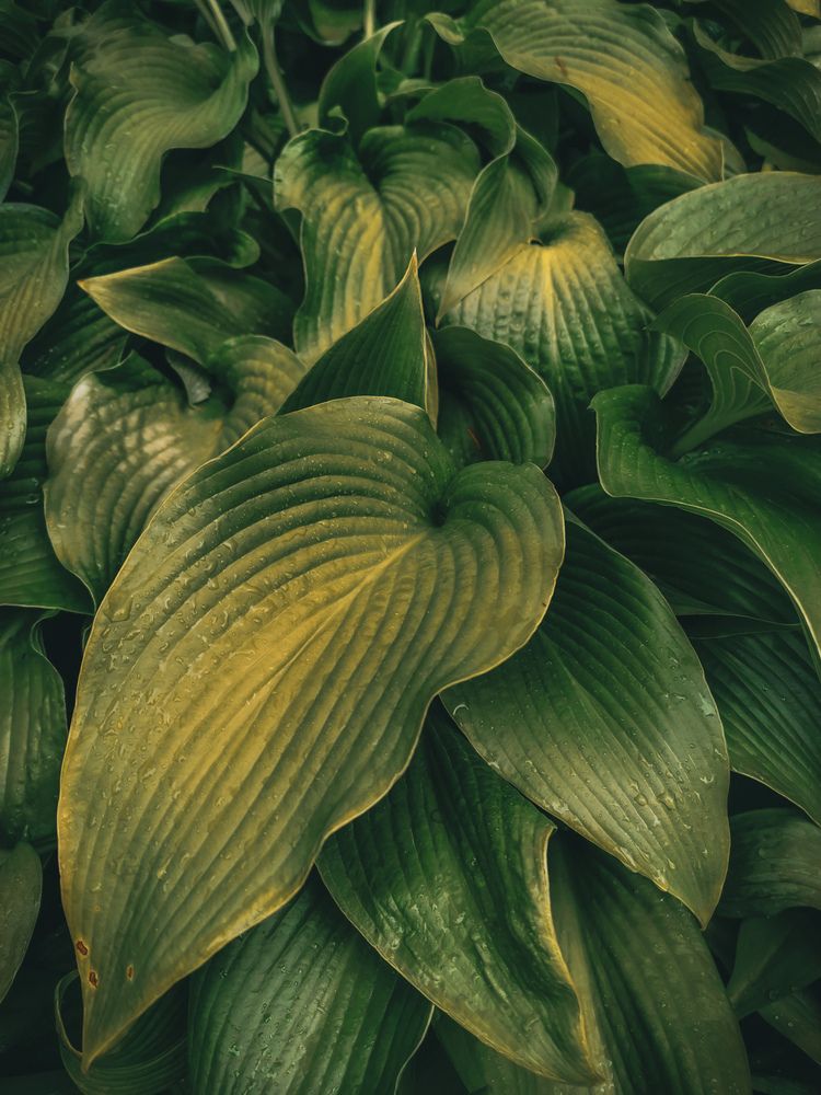 Photograph by Ljubov Trombovetskaja