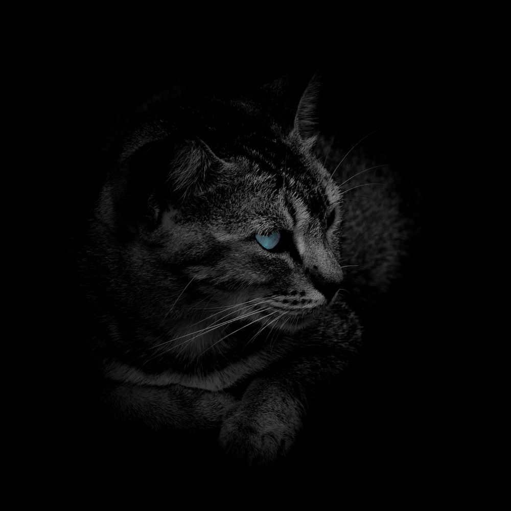 Gaze of the Phantom