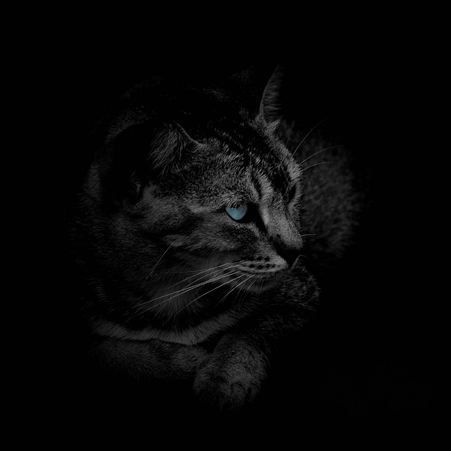 Gaze of the Phantom