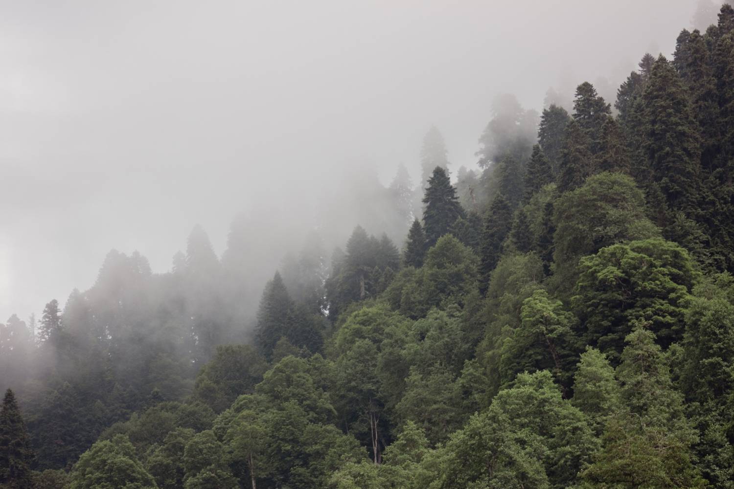 Photo #13595386