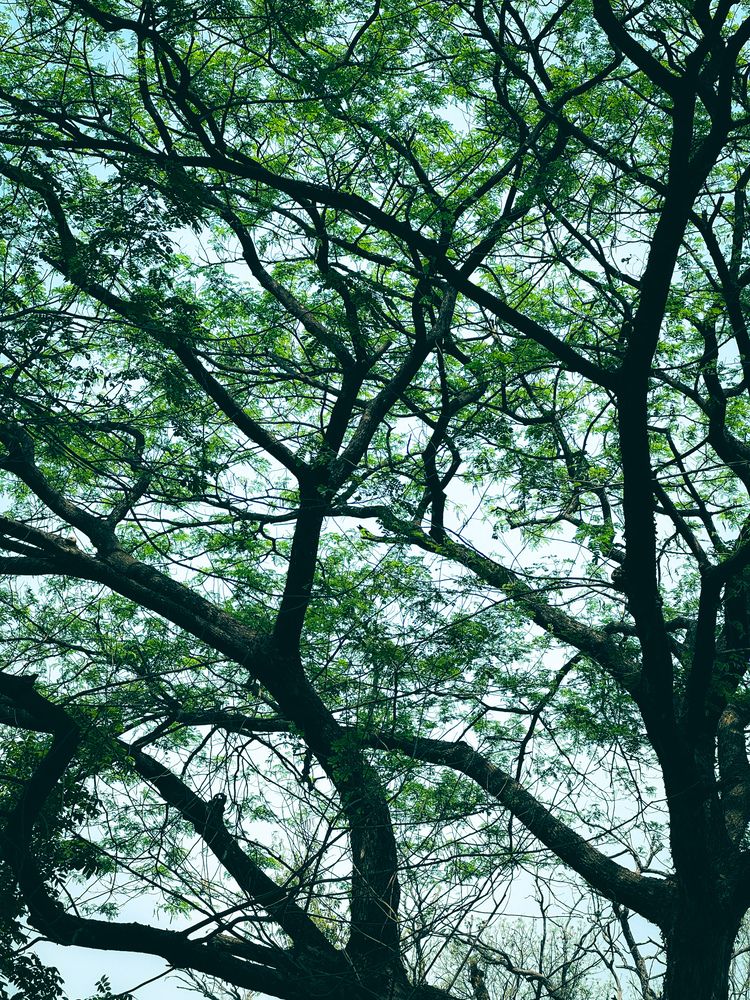 Photograph by AL AMIN MD