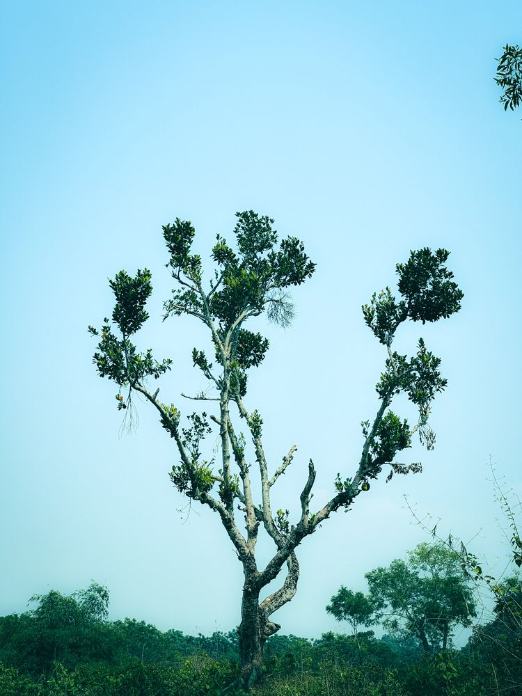 Photograph by AL AMIN MD