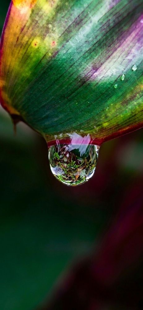 ​Micro nature suspended