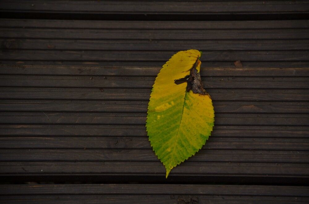Photograph by Любовь Макуха