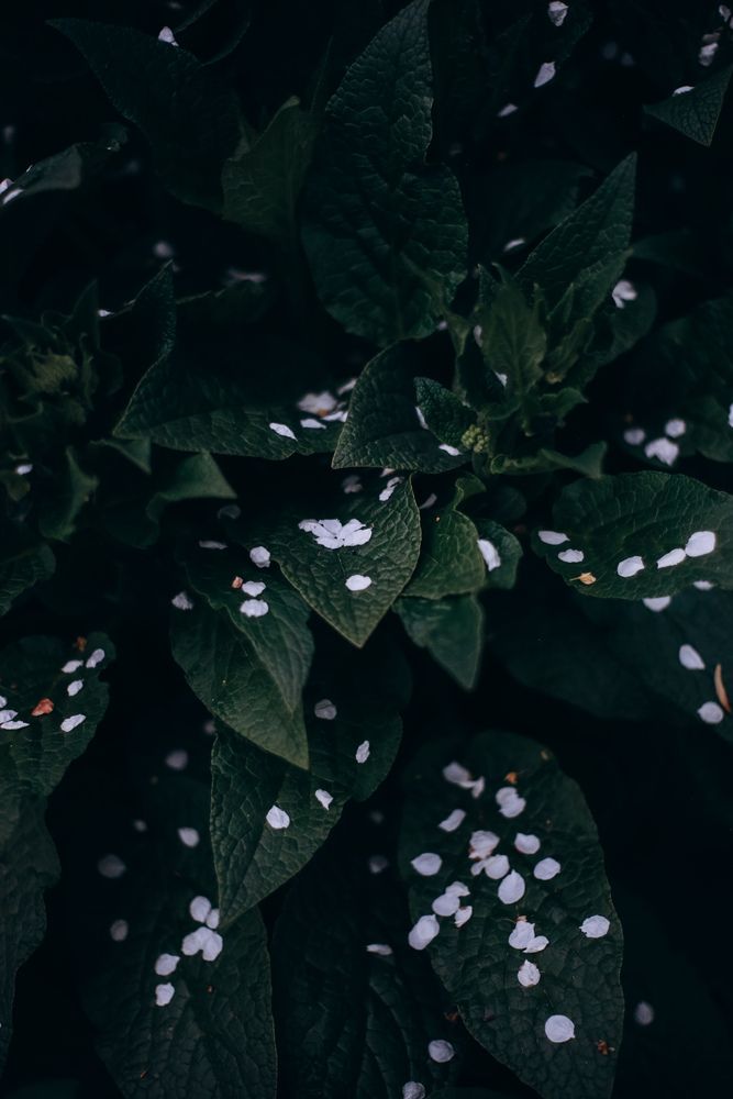 Photograph by Алиса Нежинская