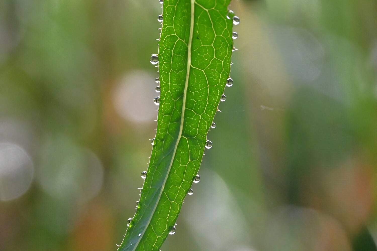 Photo #13595525