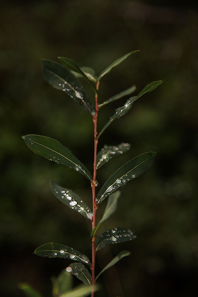 Photograph by Олена Лещенко