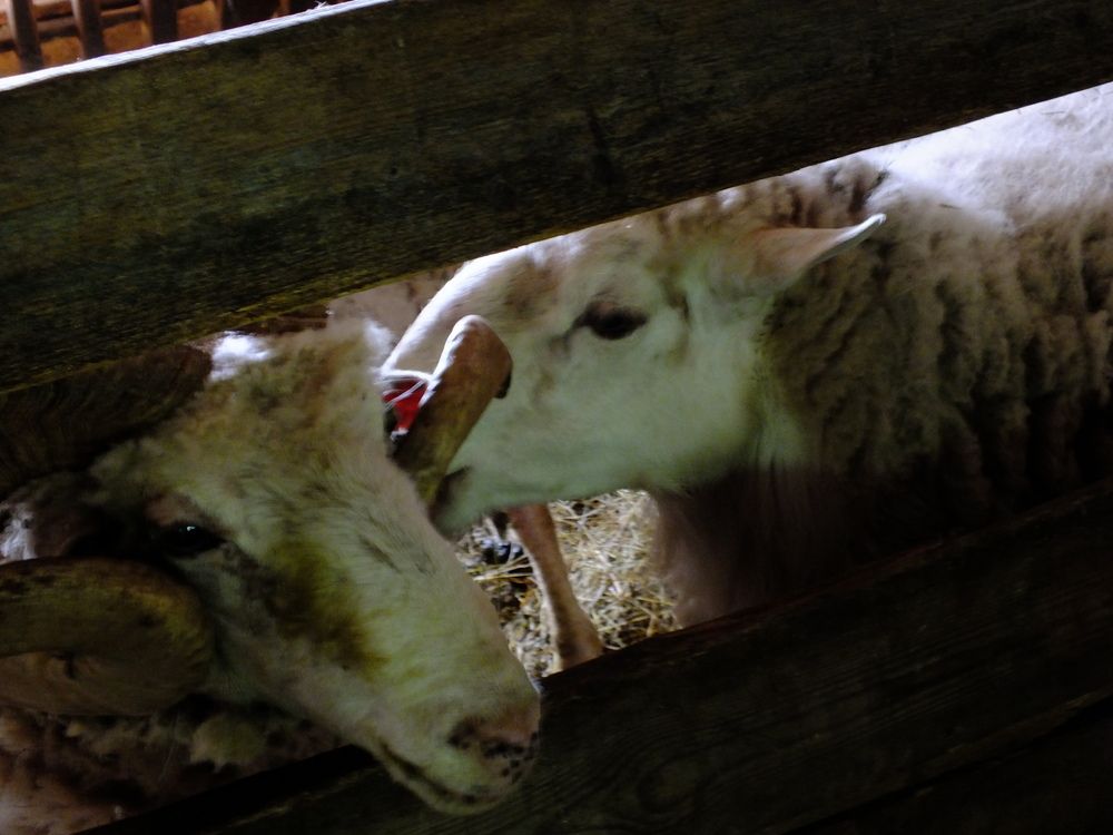 Photo #13595669