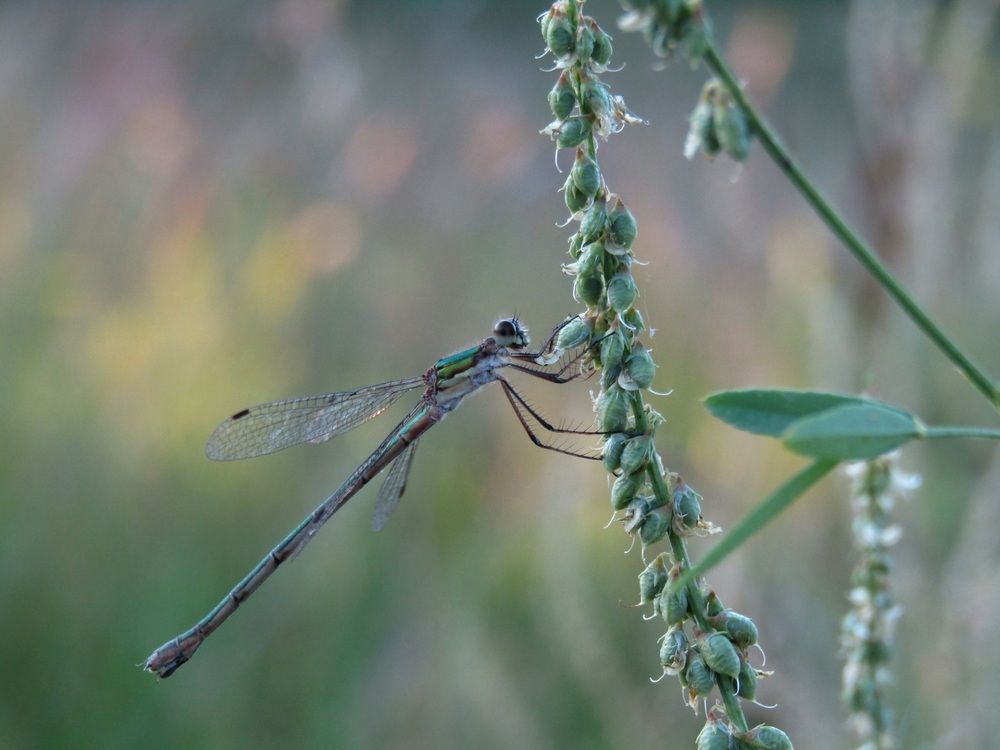 Photo #13595729