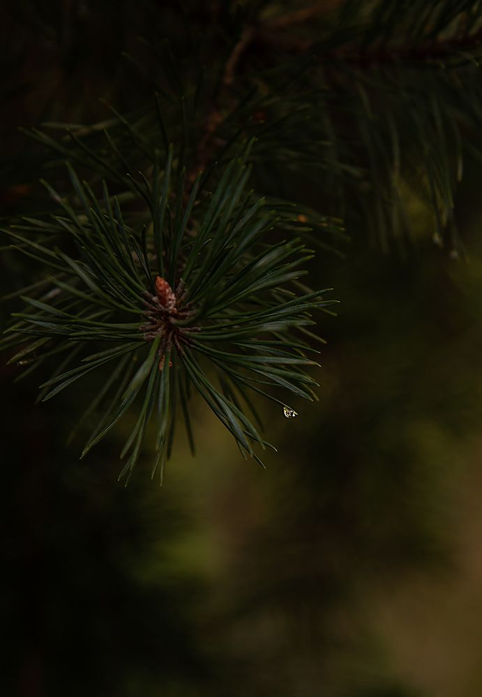 Photograph by Олена Лещенко