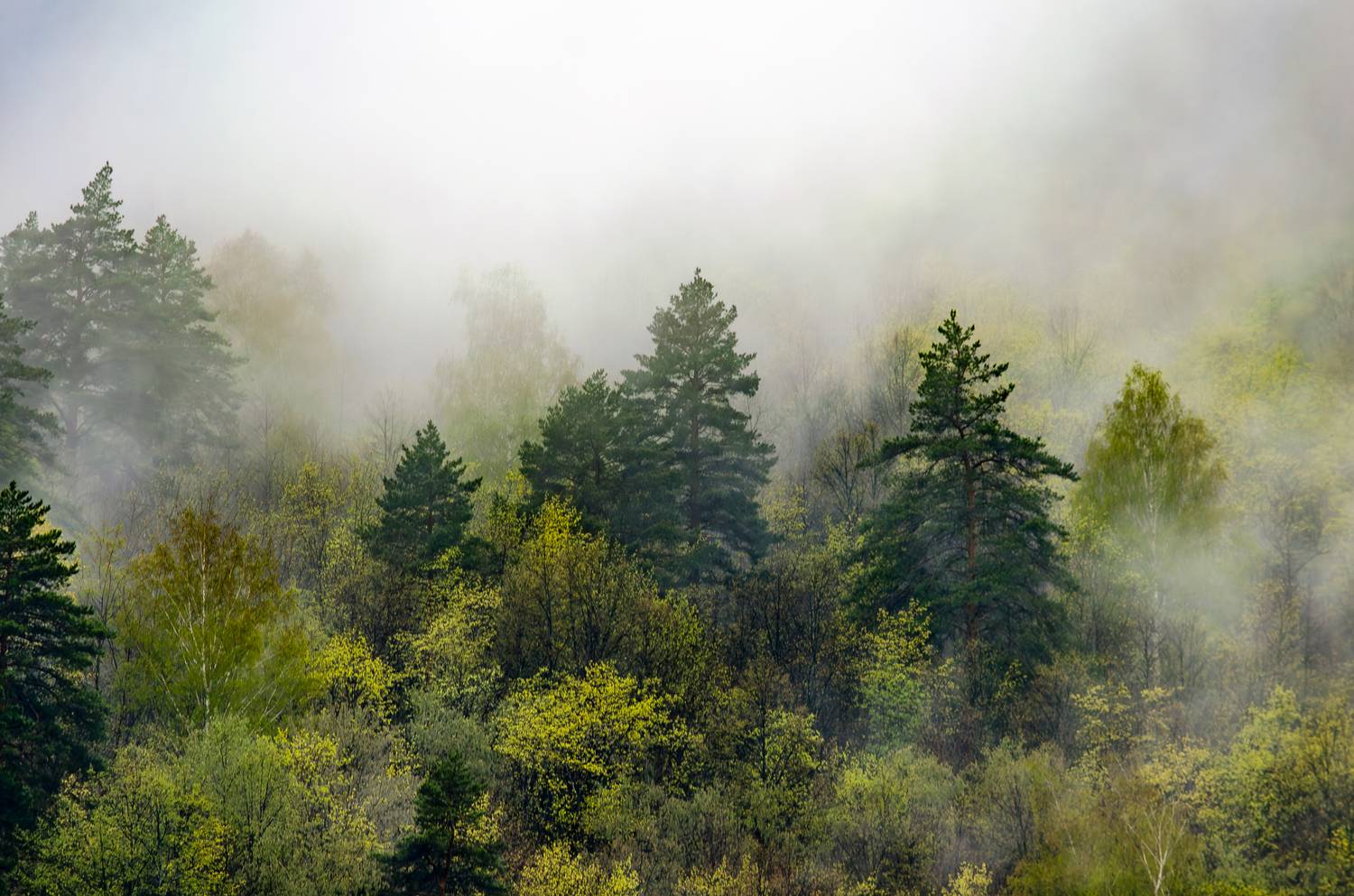 Photo #13595747