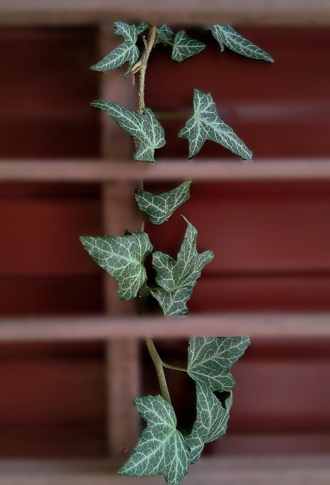 Photograph by Евгения Кобелева