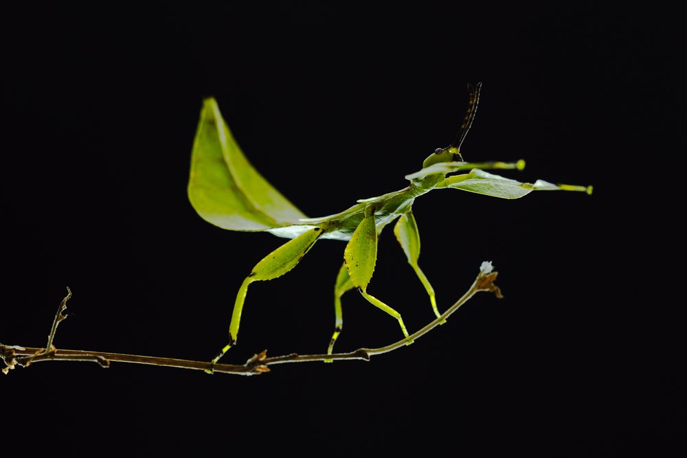 Photograph by Ly Phu Tai