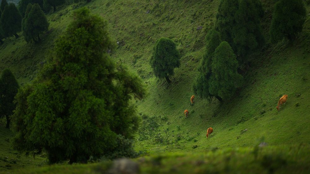 Photograph by Anton Tsentalovich