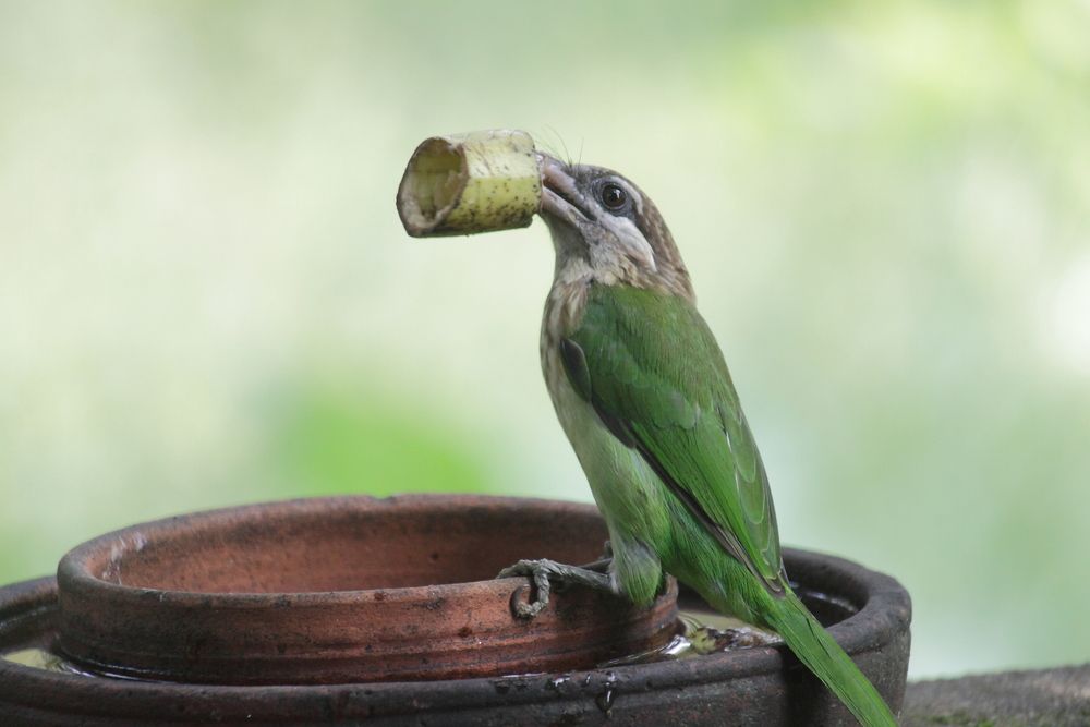 Photograph by Sudhakaran Kookiri