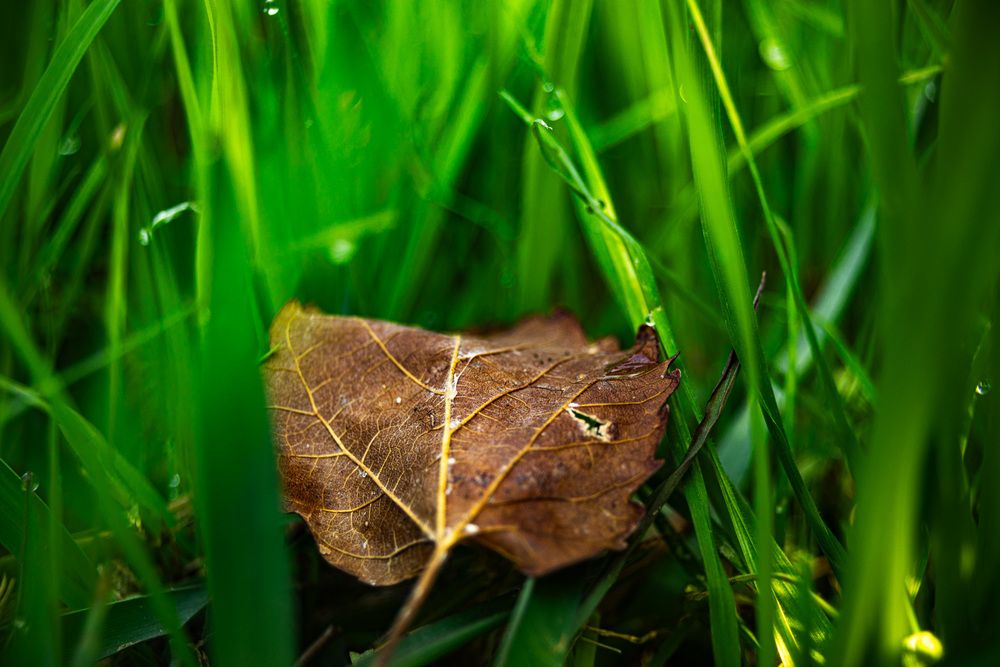 Photograph by David Cayeros