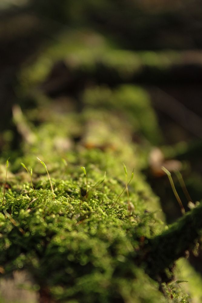 Photograph by Ирина Дмитриенко