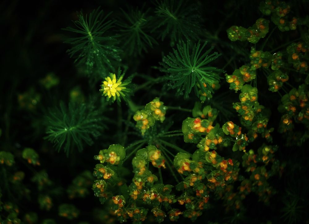 Photograph by Юлия Лушникова