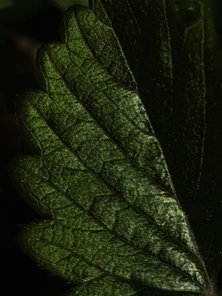 Photograph by Наталья Лощилина
