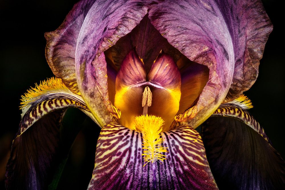 The Iris Oracle