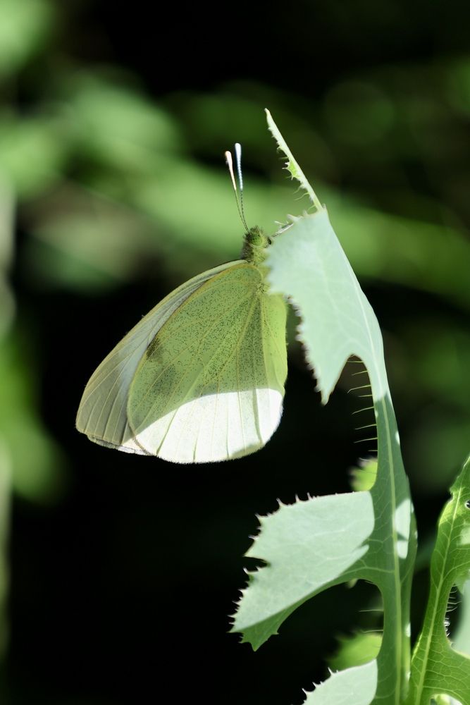 Photograph by Дина