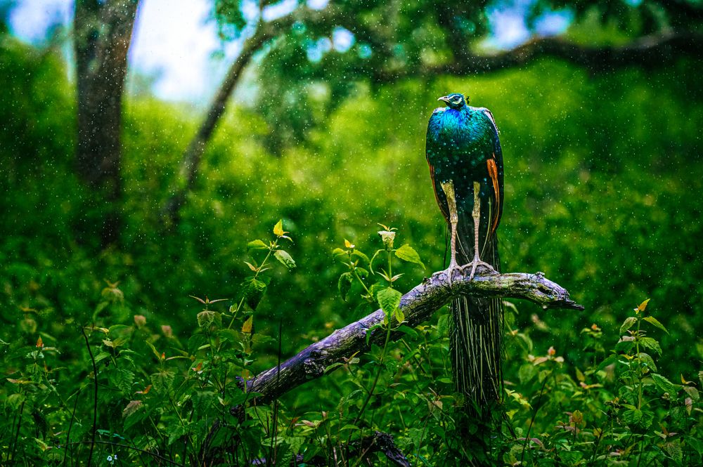 Photograph by jithin jayanarayanan