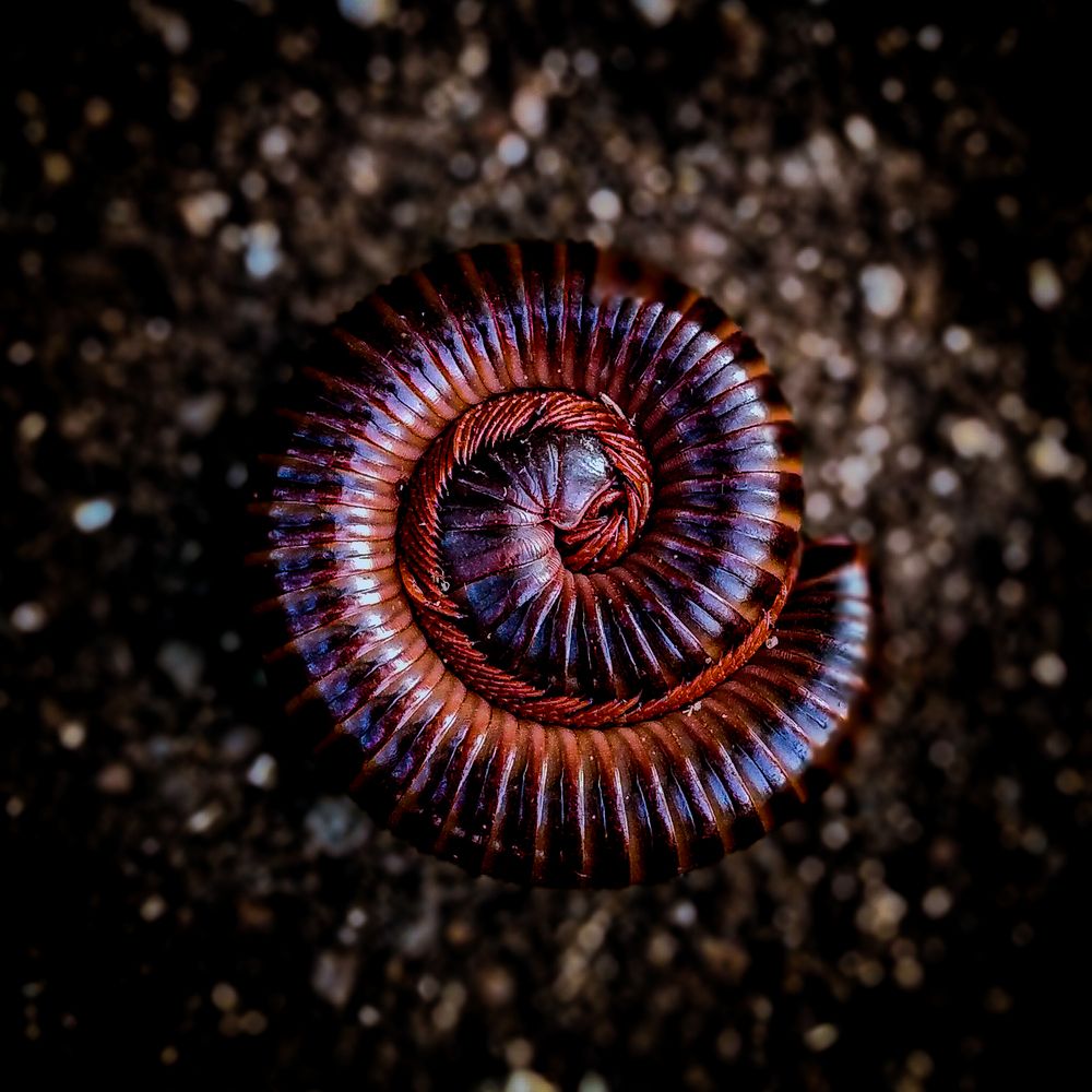 millipede
