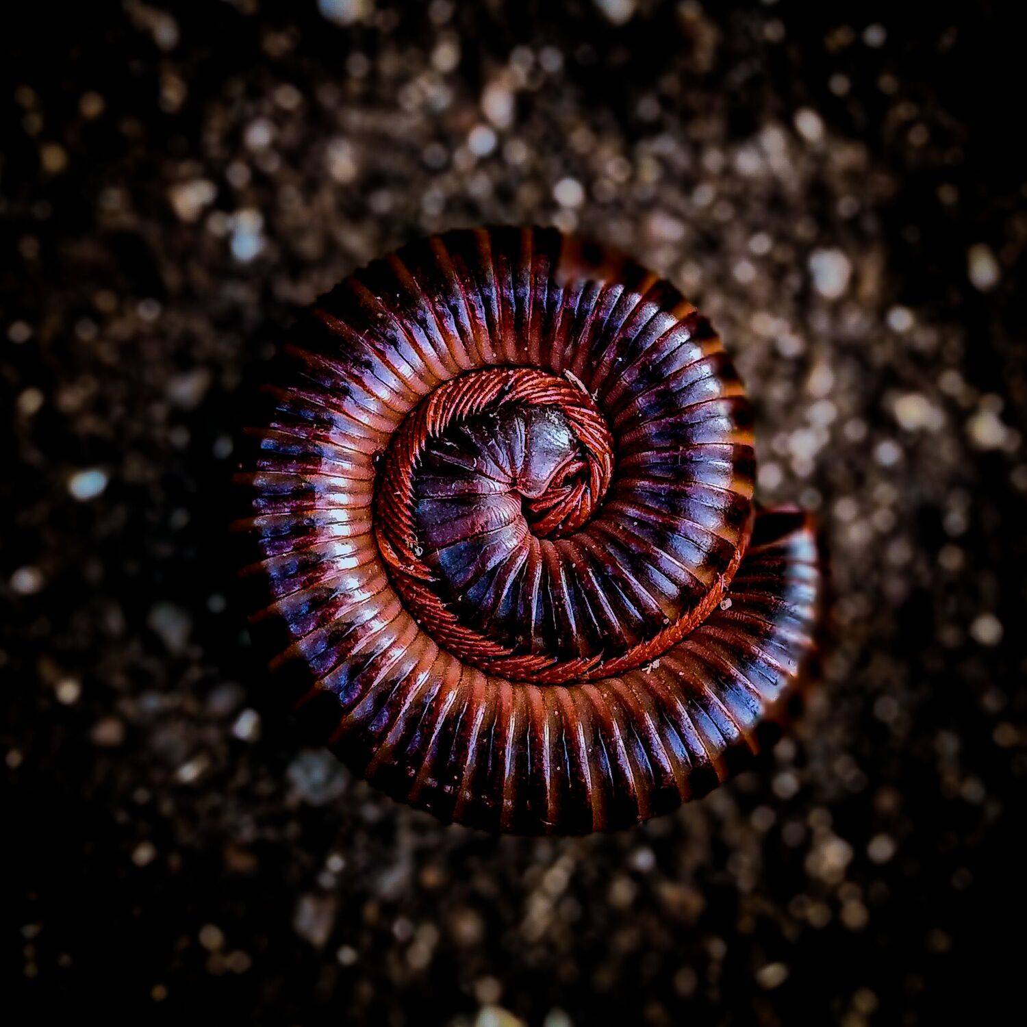 millipede