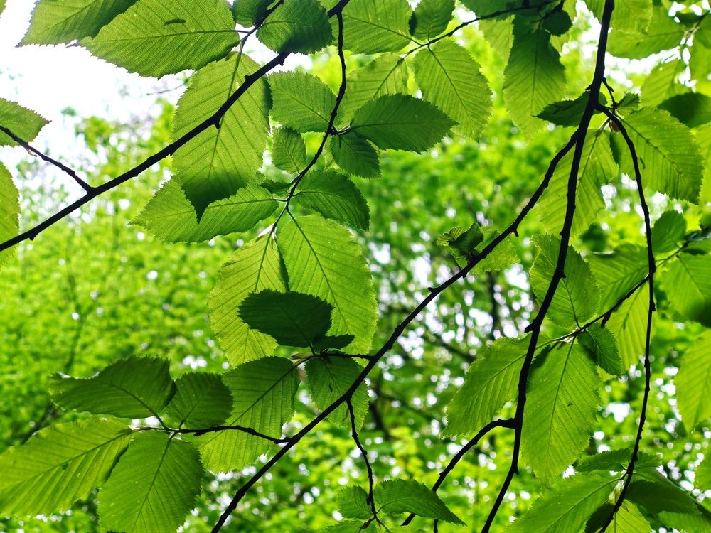 Фотография автора Александра Пецевич