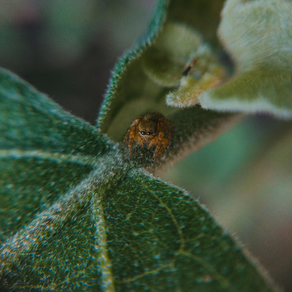Tiny Spidey