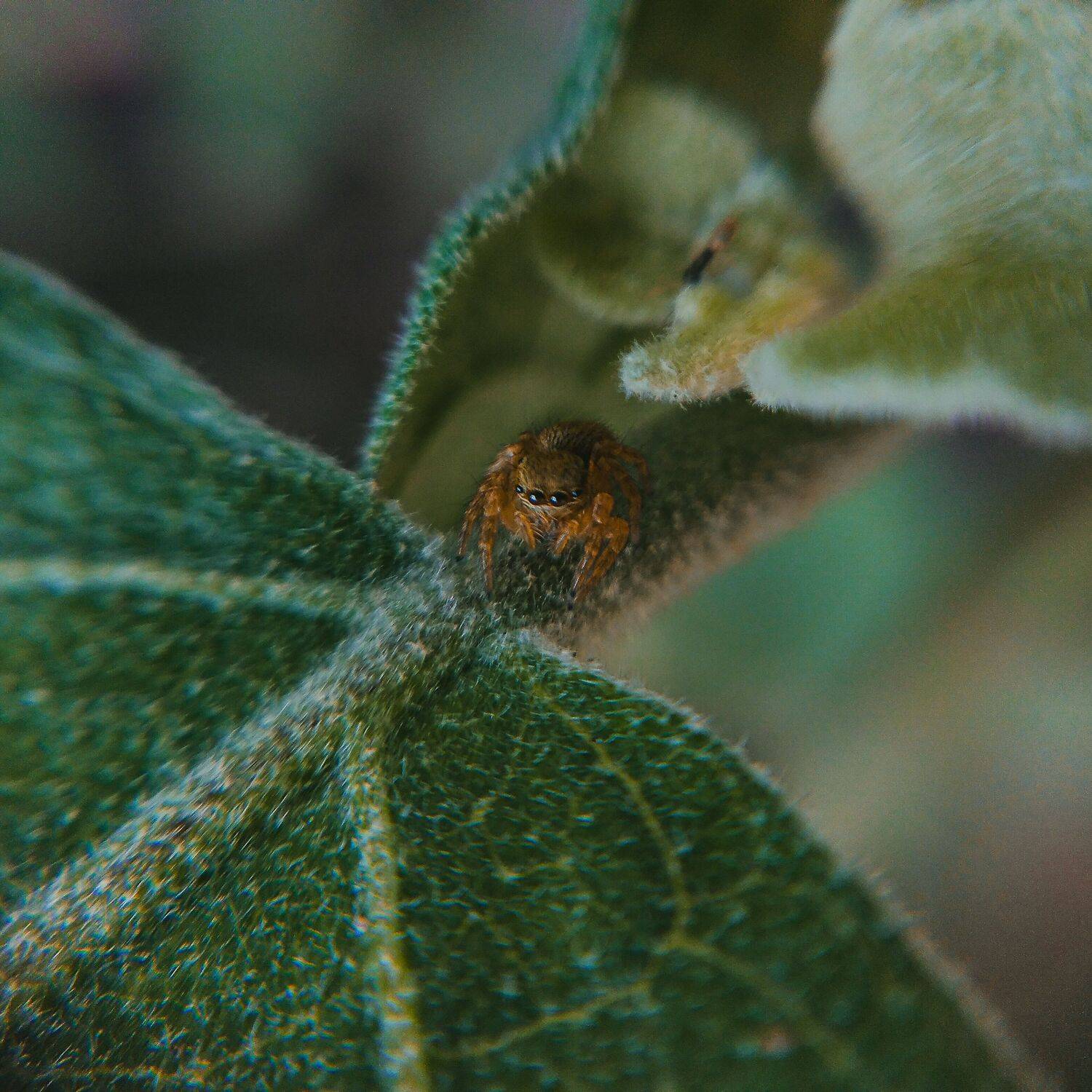 Tiny Spidey