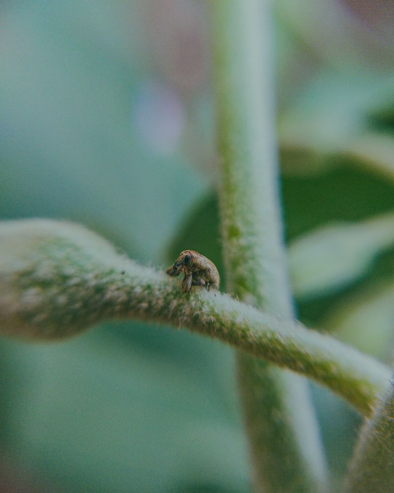 Tiny green