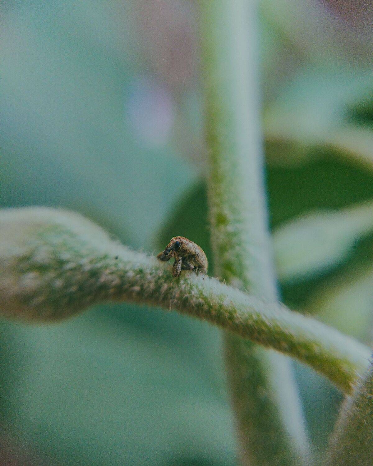 Tiny green