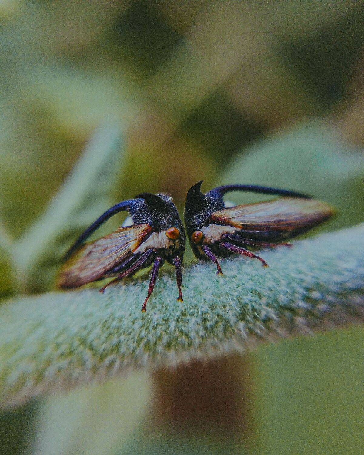 Cow bug