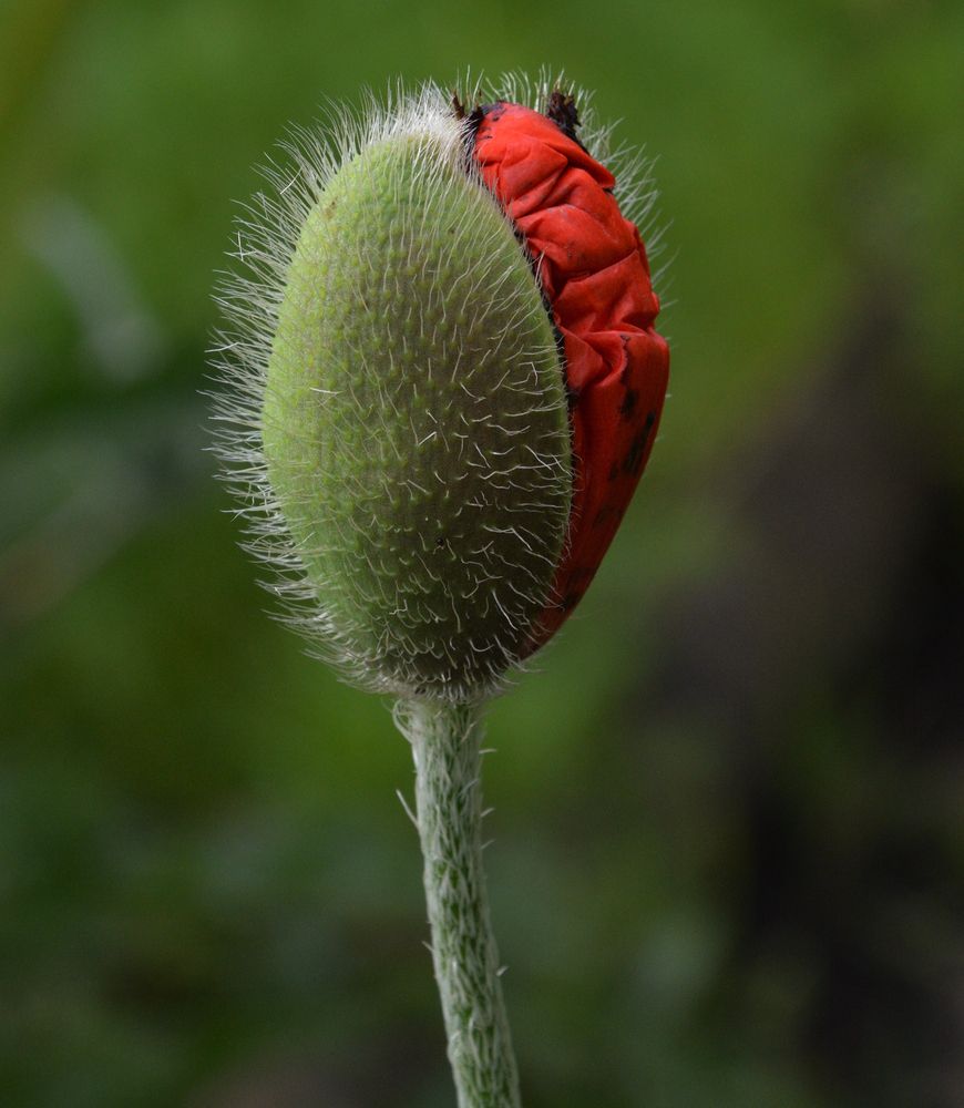 Photograph by Анжелика