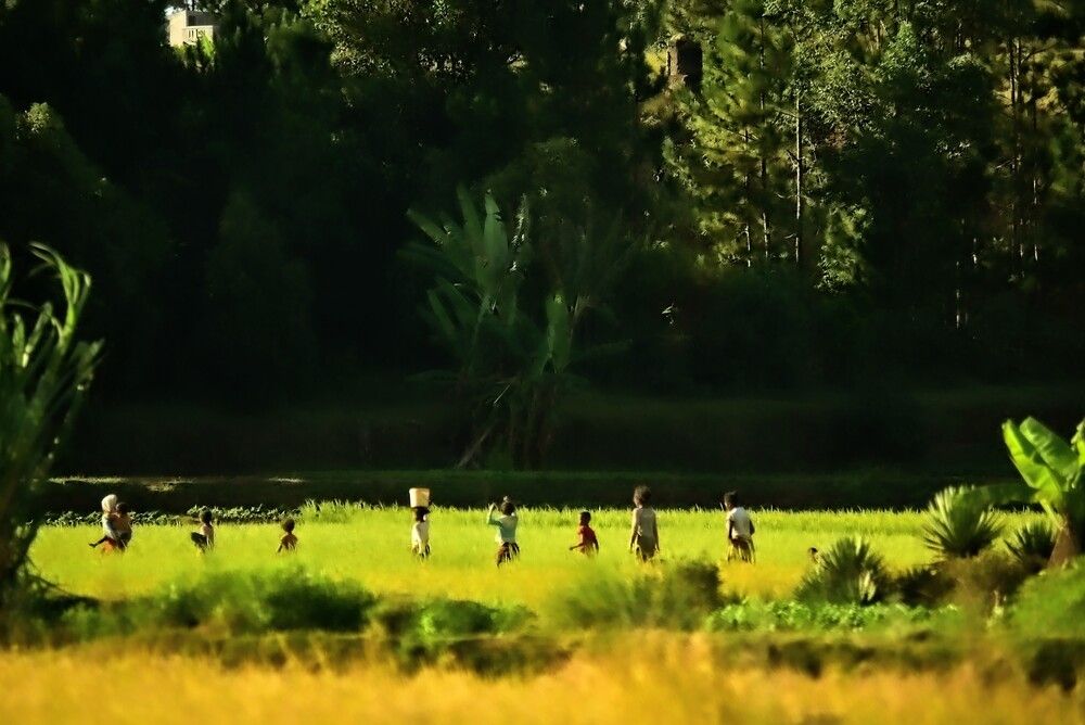 Green Symphony