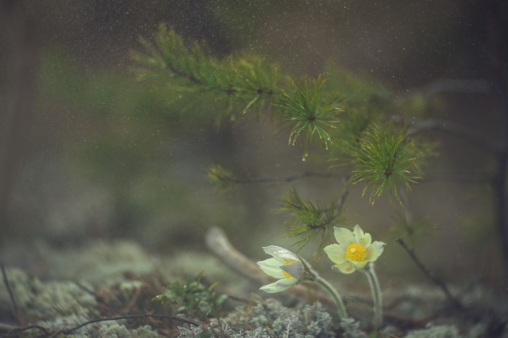 Photograph by Алексей Широбоков