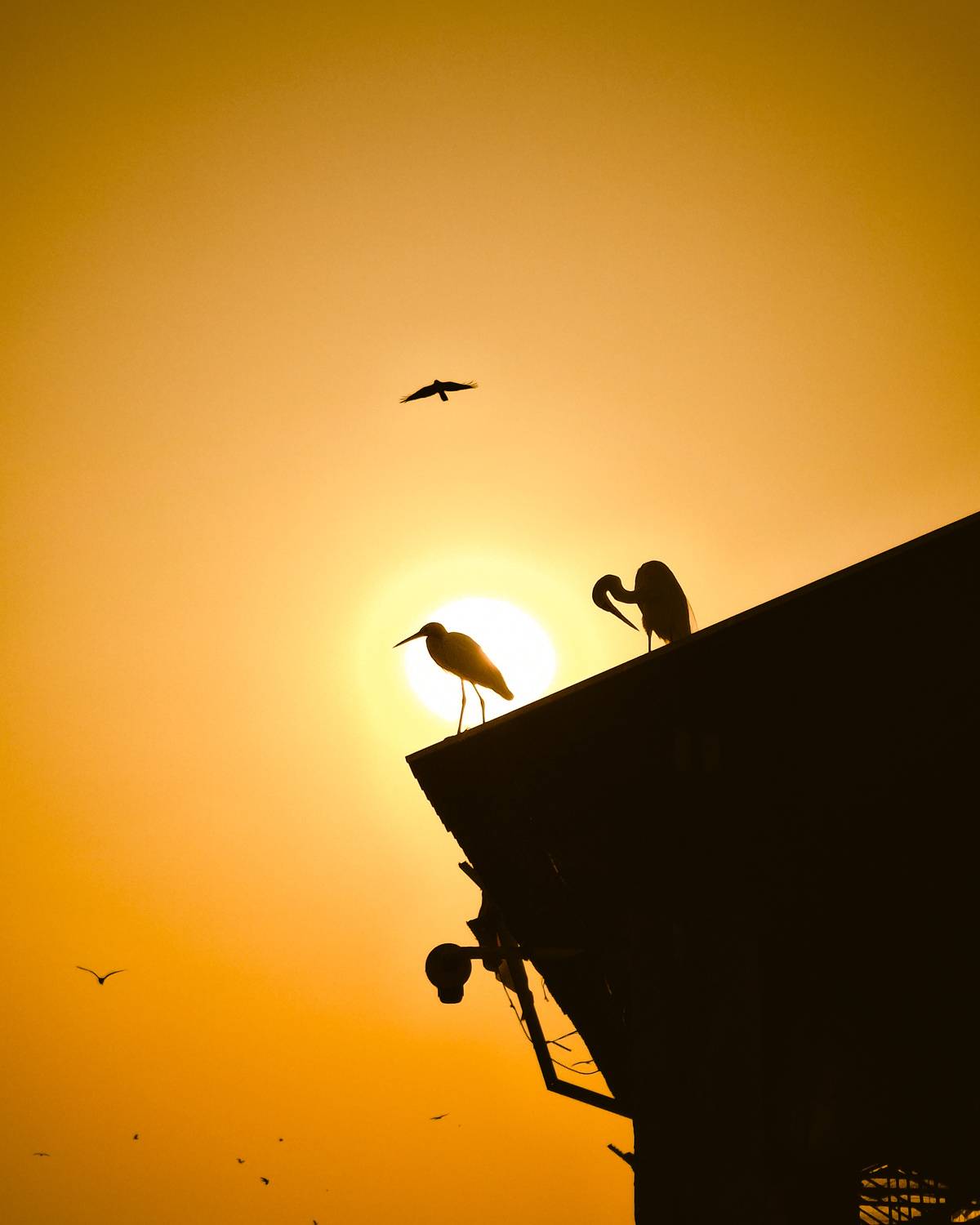 Evening Watch