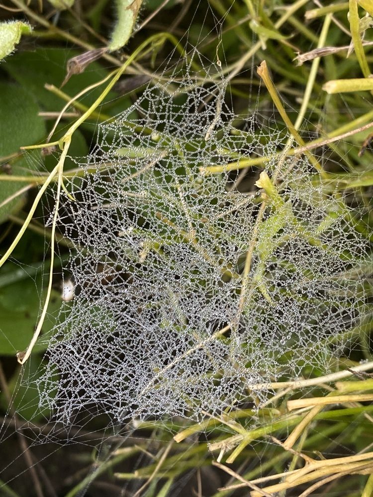 Drops of water on the web