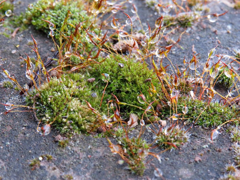 Water drops on moss