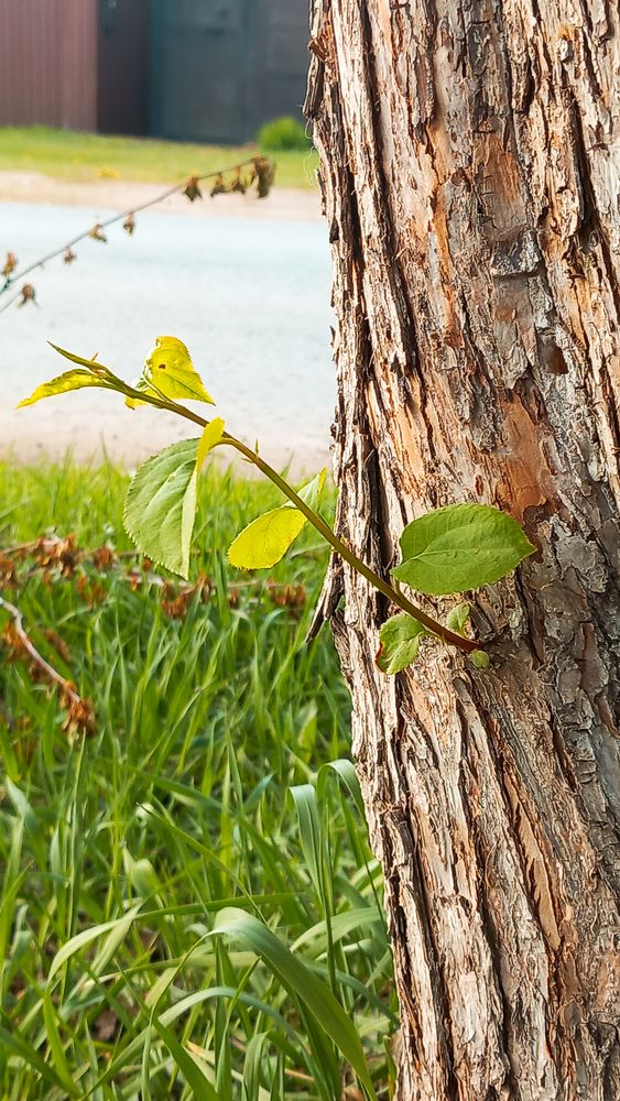 Photograph by Элеонора Безженова