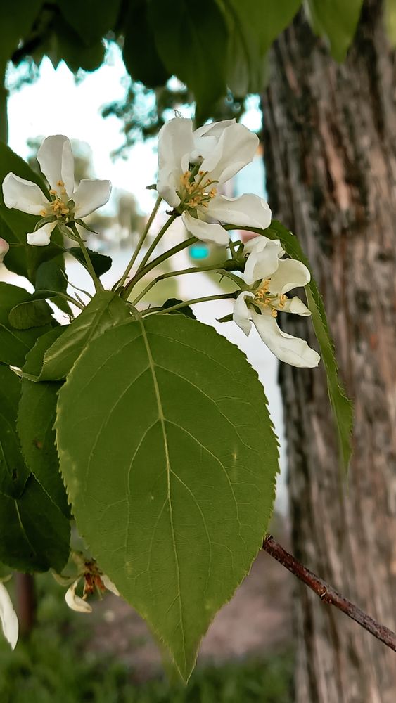 Photograph by Элеонора Безженова